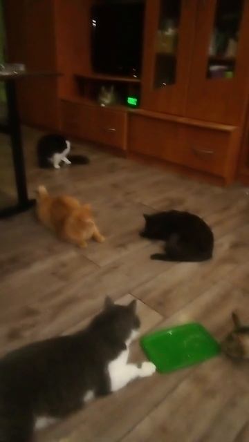 Трапеза вечерняя - седатив для сна .