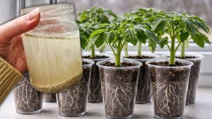 Тонкая рассада станет мощной и коренастой сразу! Бабушка научила готовить такую подкормку