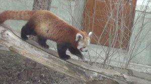 Московский зоопарк 2024 2