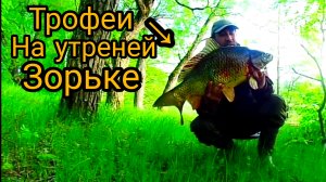 Карпы как кабаны разгибают крючки ,Рыбалка на карпа .