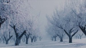 морозный день