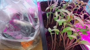 2262. Рассадный 2026 г.Скоро пикировать сеянцы томатов.