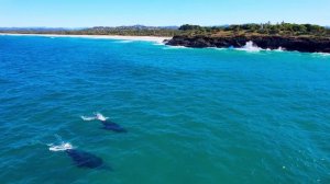 Дикая природа всего мира World - Серия #2