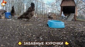 Цыплята и Курочки селяночки лучшие беспородные несушки 🥚 (446)