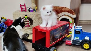 Три котенка и детские игрушки.