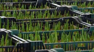 ТЮЛЬПАНЫ К ПРАЗДНИКУ ГОТОВЫ!