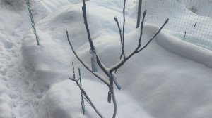 Нужно ли быть профи обрезщиком в любительском саду.