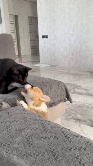 Корги Месси впервые получил леща)