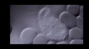 17. Королев Т. Конкурс видеороликов РКММИ