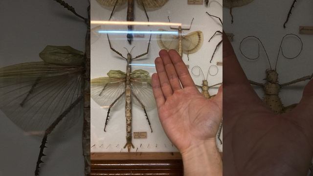 Куала-Лумпур смотреть онлайн