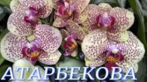 №1173/ ШИКАРНАЯ поставка ОРХИДЕЙ к 8 МАРТА в с/ц на АТАРБЕКОВА