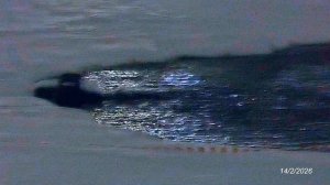 2026/2/14: Работа аэратора в ночи на Лесном пруду Заречного