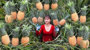 Собранный урожай ананасов несу на сельский рынок. Сажаю грядку шпината. Фуонг. Вьетнам