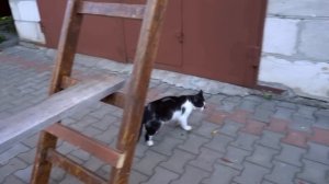 🔥 Кошачий экстрим: баланс, смелость и награда!