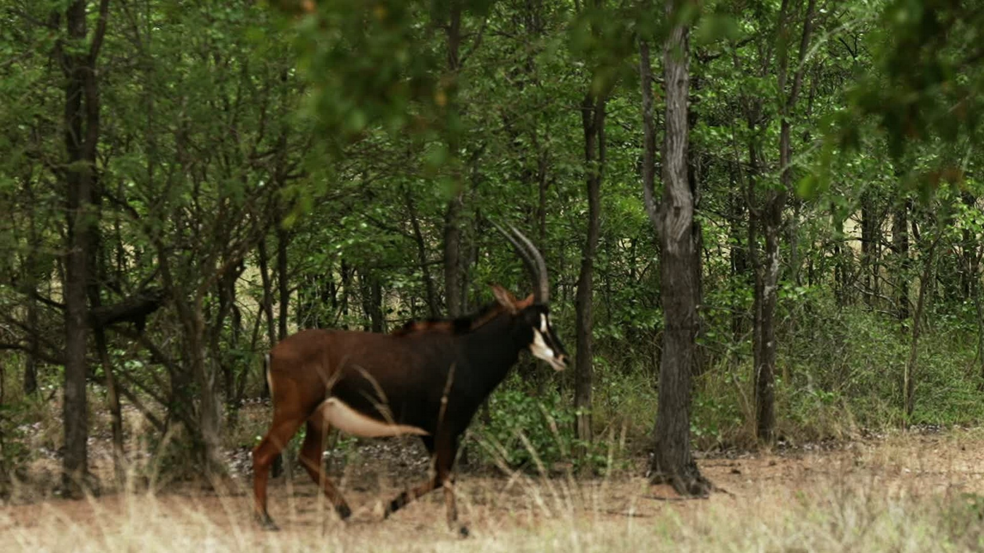 Африка. Сердце страсти (2025) смотреть онлайн