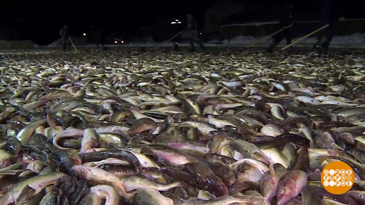 Целое поле... Наваги. Доброе утро. Фрагмент выпуска от 25.02.2026 смотреть онлайн