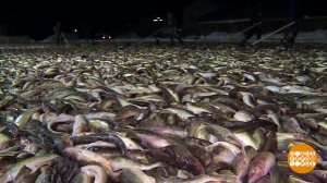 Целое поле... Наваги. Доброе утро. Фрагмент выпуска от 25.02.2026