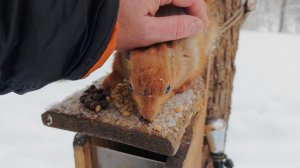 Знакомая ласковая белка