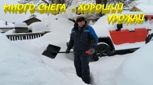 Последний ТАБАК сезона 2025 отферментирован. Пробные посевы готовы к пикировке. ПЕРВАЯ ПИКИРОВКА.