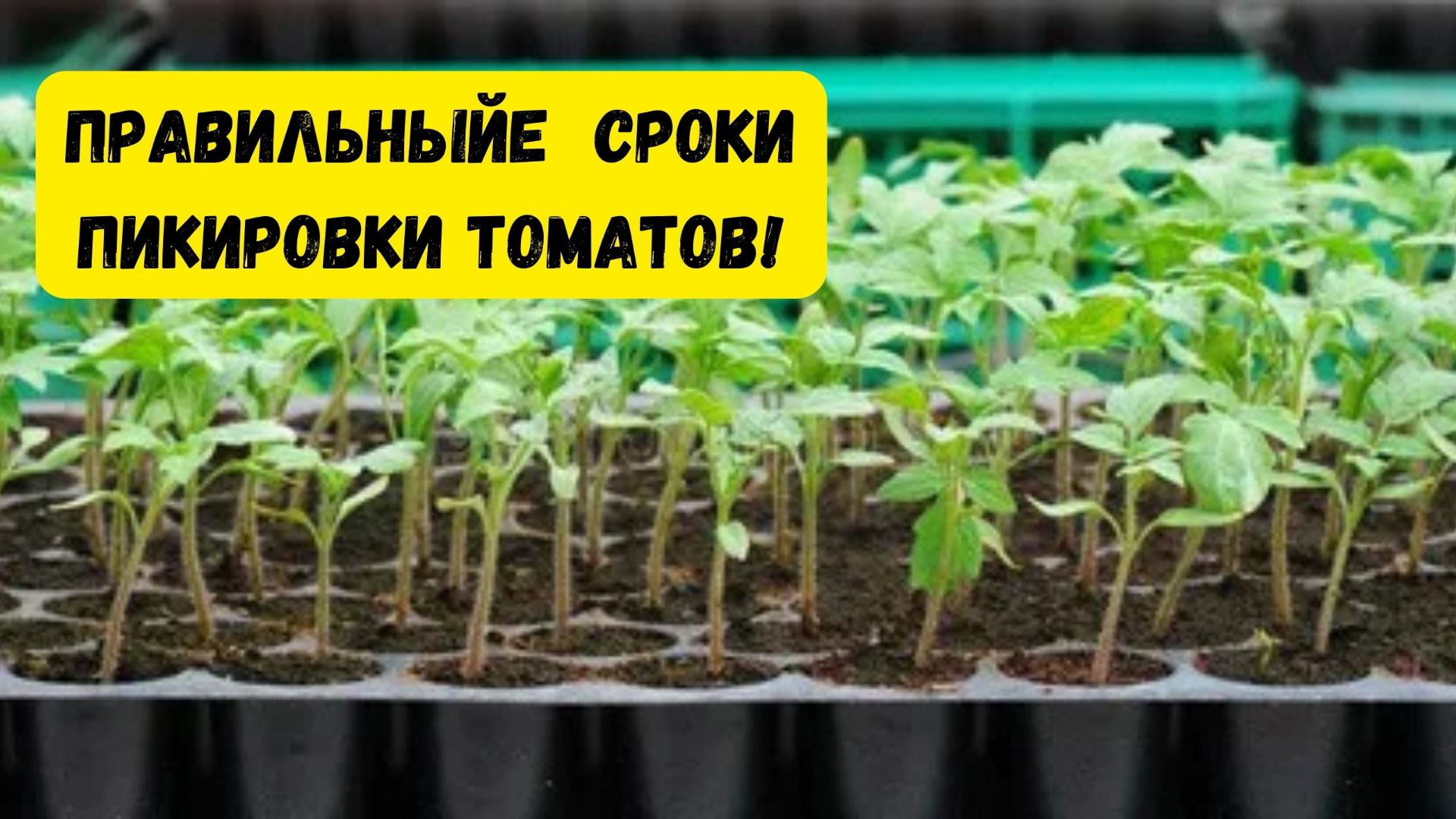 Не пикируйте томаты пока не посмотрите это видео. Как правильно выбрать сроки пикировки томатов смотреть онлайн