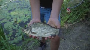 U senci lokvanja - Ziva - Vajska EP207 19092023