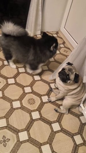 Суетологические гхау