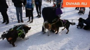 Соревнования по ездовому спорту состоялись в Комсомольске