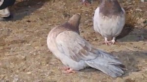 1000108513.mp4Голуби И.Т.Луганск