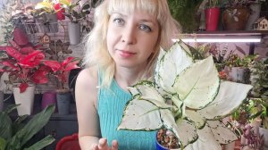 Черенкуем и размножаем аглаонемы