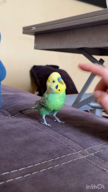 Играем с Кареном попугай смотреть онлайн