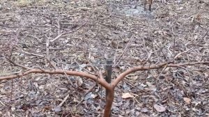 Ещё пример с Ботанического сада