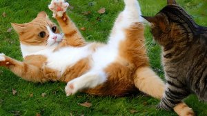 10 МИНУТ СМЕХА | ЛУЧШИЕ ПРИКОЛЫ С ЖИВОТНЫМИ | ПРО ЖИВОТНЫХ | СМЕШНЫЕ ЖИВОТНЫЕ