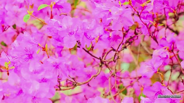 Коран сура Ан-Нисаъ чтец Мухаммад аль-Факих