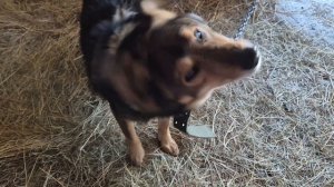 посеяла остальные помидоры/ камбала .ммм рыбка вкусная/