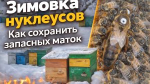 Зимовка нуклеусов и как сохранить запасных маток