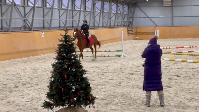 |Соревнования по конному спорту|13.12.25.| смотреть онлайн