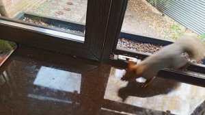 про бельчат