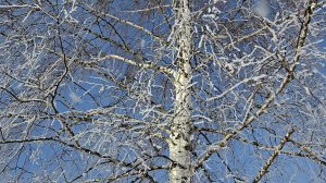 Визит в снегопад, бриллиантовое утро и прелести деревенской жизни