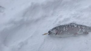 поимка форели на блесну