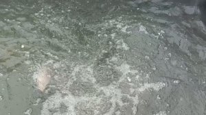 Пополнение садков Форелью