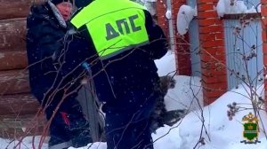 Спасение лосёнка (Афанасьева)