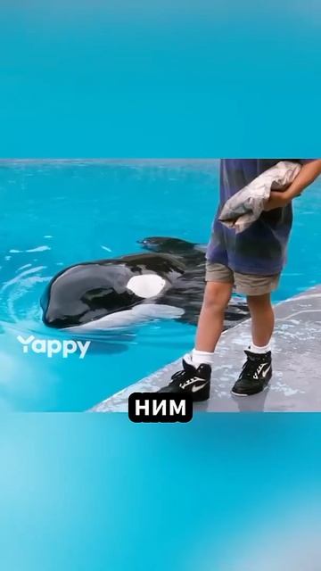 Касатка и мальчик