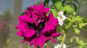 Как  из одного побега  петунии  нарезать несколько черенков и укоренить их в вермикулите