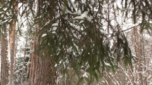 Зимняя сказка в лесу