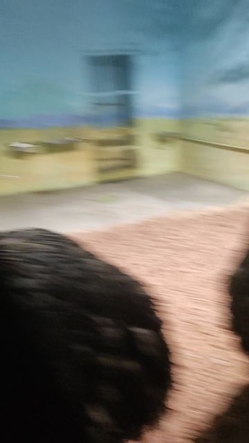 Игровое Эму