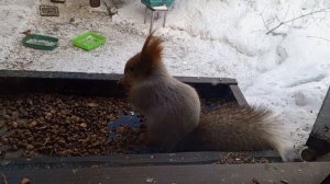 белохвостый гость