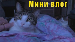 ГОРЬКАЯ РЕАЛЬНОСТЬ/ ПРАВИЛЬНЫЙ КОТ /17 /18/ 19 и 20 февраля 2026