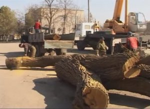 Как это было Срубил одно дерево — посади много.