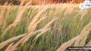 Побег от Страуса (Add, round 2-4)