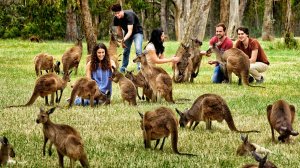 Пандемия, мать её!